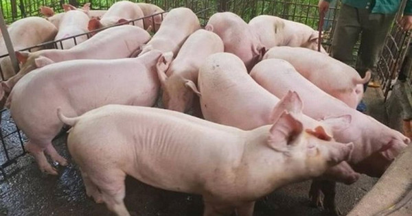 Giá heo hơi ngày 12/1/2026: Thiết lập mặt bằng mới trên toàn quốc