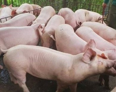 Giá heo hơi ngày 12/1/2026: Thiết lập mặt bằng mới trên toàn quốc