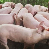 Giá heo hơi ngày 12/1/2026: Thiết lập mặt bằng mới trên toàn quốc