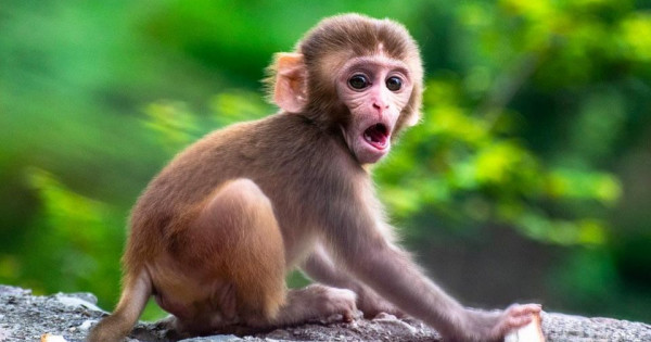 Con số may mắn tài lộc ngày 14/1/2026 của 12 con giáp