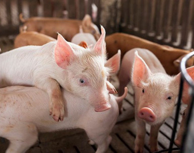 Giá heo hơi ngày 13/1/2026: Miền Bắc bùng nổ, xác lập đỉnh mới 75.000 đồng/kg