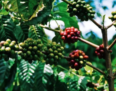 Giá nông sản ngày 13/1/2026: Cà phê và hồ tiêu tiếp tục ổn định