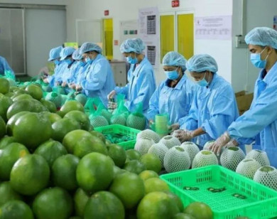 Nông nghiệp khẳng định vai trò “trụ đỡ” của nền kinh tế