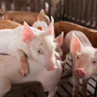 Giá heo hơi ngày 13/1/2026: Miền Bắc bùng nổ, xác lập đỉnh mới 75.000 đồng/kg