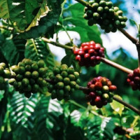 Giá nông sản ngày 13/1/2026: Cà phê và hồ tiêu tiếp tục ổn định