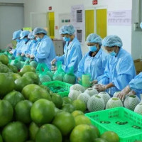 Nông nghiệp khẳng định vai trò “trụ đỡ” của nền kinh tế