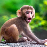 Con số may mắn tài lộc ngày 14/1/2026 của 12 con giáp