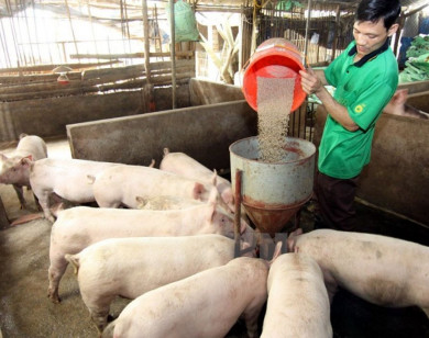 Giá heo hơi ngày 14/1/2026: Tiếp đà đi lên tại nhiều địa phương