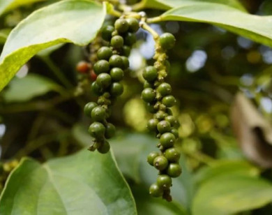 Giá nông sản ngày 14/1/2026: Hồ tiêu giảm nhẹ, cà phê ổn định