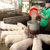 Giá heo hơi ngày 14/1/2026: Tiếp đà đi lên tại nhiều địa phương