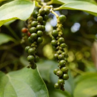 Giá nông sản ngày 14/1/2026: Hồ tiêu giảm nhẹ, cà phê ổn định