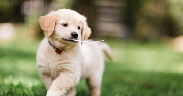 Con số may mắn tài lộc ngày 16/1/2026 của 12 con giáp