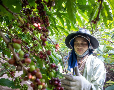 Giá nông sản ngày 15/1/2026: Cà phê tăng nhẹ, hồ tiêu ổn định