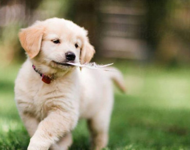 Con số may mắn tài lộc ngày 16/1/2026 của 12 con giáp