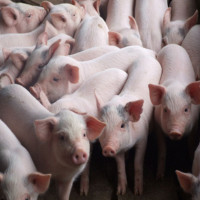 Giá heo hơi ngày 15/1/2026: Miền Trung và miền Nam đồng loạt tăng giá