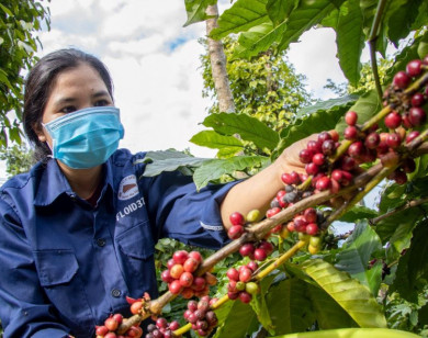 Giá nông sản ngày 16/1/2026: Cà phê tiếp tục tăng, hồ tiêu giảm nhẹ