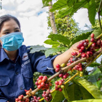 Giá nông sản ngày 16/1/2026: Cà phê tiếp tục tăng, hồ tiêu giảm nhẹ