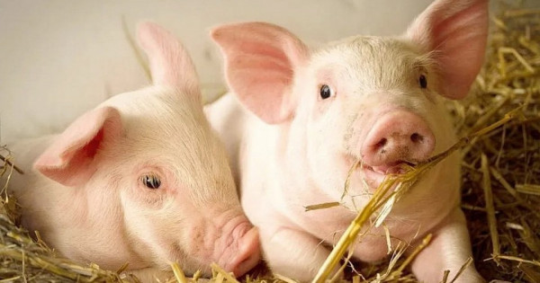 Giá heo hơi ngày 17/1/2026: Miền Bắc neo đỉnh 76.000 đồng/kg, miền Nam nhích nhẹ