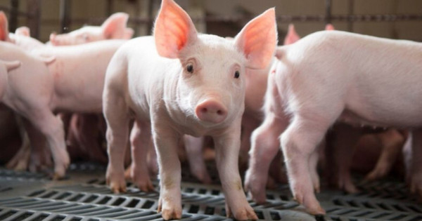 Giá heo hơi ngày 18/1/2026: Miền Bắc đồng loạt hạ nhiệt, miền Nam duy trì đà tăng nhẹ