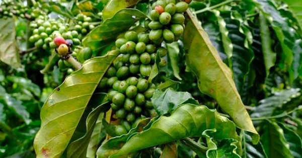 Giá nông sản ngày 18/1/2026: Cà phê và hồ tiêu cùng neo ở mức cao