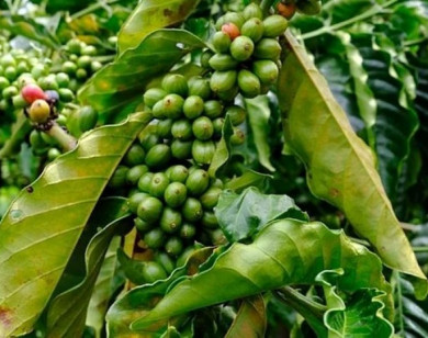 Giá nông sản ngày 18/1/2026: Cà phê và hồ tiêu cùng neo ở mức cao