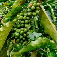 Giá nông sản ngày 18/1/2026: Cà phê và hồ tiêu cùng neo ở mức cao