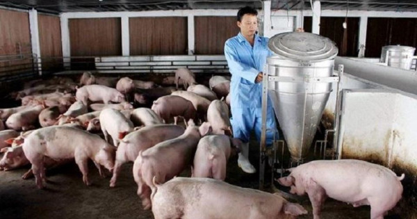 Giá heo hơi ngày 19/1/2026: Miền Bắc "giảm nhiệt", miền Nam ngược dòng tăng nhẹ