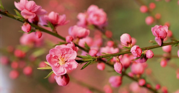 Tử vi ngày 20/1/2026 của 12 cung hoàng đạo: Tài chính của Nhân Mã rất dồi dào và may mắn