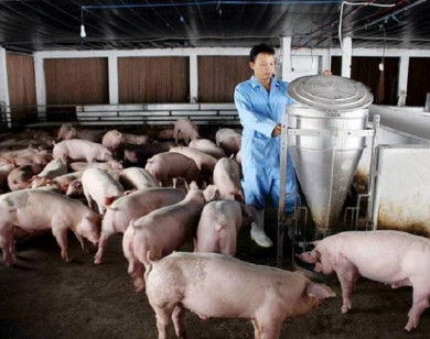 Giá heo hơi ngày 19/1/2026: Miền Bắc "giảm nhiệt", miền Nam ngược dòng tăng nhẹ