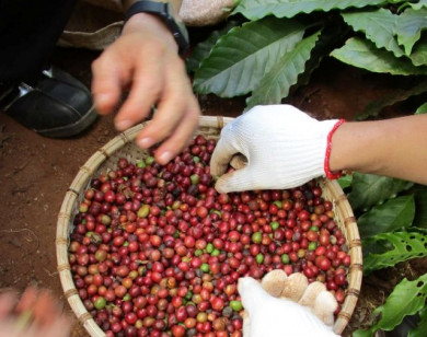 Giá nông sản ngày 19/1/2026: Cà phê và hồ tiêu cùng neo ở mốc cao