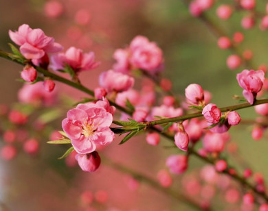 Tử vi ngày 20/1/2026 của 12 cung hoàng đạo: Tài chính của Nhân Mã rất dồi dào và may mắn