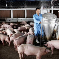 Giá heo hơi ngày 19/1/2026: Miền Bắc 