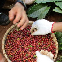 Giá nông sản ngày 19/1/2026: Cà phê và hồ tiêu cùng neo ở mốc cao