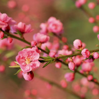 Tử vi ngày 20/1/2026 của 12 cung hoàng đạo: Tài chính của Nhân Mã rất dồi dào và may mắn