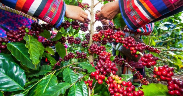 Giá nông sản ngày 20/1/2026: Cà phê ổn định ở mức cao, hồ tiêu "lặng sóng" chờ vụ mới