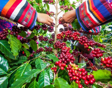 Giá nông sản ngày 20/1/2026: Cà phê ổn định ở mức cao, hồ tiêu "lặng sóng" chờ vụ mới