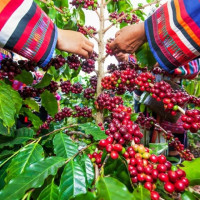 Giá nông sản ngày 20/1/2026: Cà phê ổn định ở mức cao, hồ tiêu 