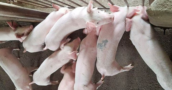 Giá heo hơi ngày 21/1/2026: Tăng đồng loạt, miền Bắc chạm ngưỡng 77.000 đồng/kg