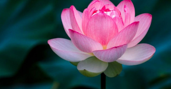 Tử vi ngày 22/1/2026 của 12 cung hoàng đạo: Công việc Ma Kết khá ổn định