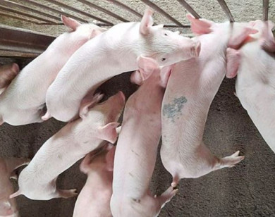 Giá heo hơi ngày 21/1/2026: Tăng đồng loạt, miền Bắc chạm ngưỡng 77.000 đồng/kg