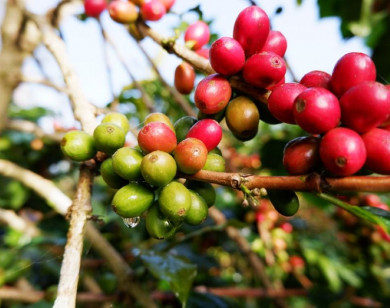 Giá nông sản ngày 21/1/2026: Cà phê áp sát 100.000 đồng/kg, hồ tiêu tiếp tục ổn định