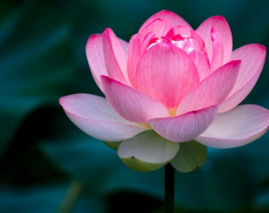 Tử vi ngày 22/1/2026 của 12 cung hoàng đạo: Công việc Ma Kết khá ổn định