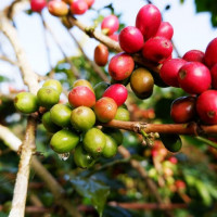 Giá nông sản ngày 21/1/2026: Cà phê áp sát 100.000 đồng/kg, hồ tiêu tiếp tục ổn định