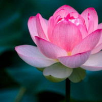 Tử vi ngày 22/1/2026 của 12 cung hoàng đạo: Công việc Ma Kết khá ổn định