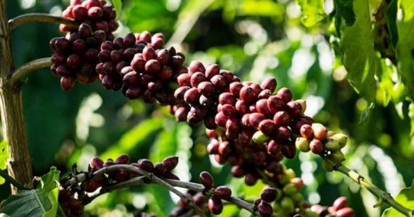 Giá nông sản ngày 22/1/2026: Cà phê giảm mạnh, hồ tiêu neo ở mức cao