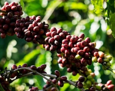 Giá nông sản ngày 22/1/2026: Cà phê giảm mạnh, hồ tiêu neo ở mức cao