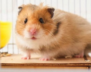 Con số may mắn tài lộc ngày 23/1/2026 của 12 con giáp