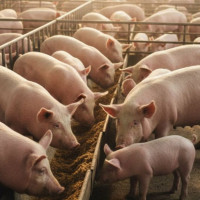 Giá heo hơi ngày 22/1/2026: Duy trì xu hướng tăng giá trên cả nước