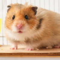 Con số may mắn tài lộc ngày 23/1/2026 của 12 con giáp