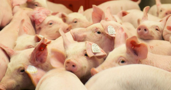 Giá heo hơi ngày 23/1/2026: Miền Bắc áp sát mốc 80.000 đồng/kg